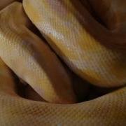 Albino Burmese Python Laying Eggs Part 1