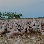 Amazing Duck Farm Process Of Producing Ducks For Eggs And Meat