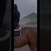 JUDASSSS Horse Equestrian Ear Rape Warning