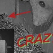 Crazy Close Call Beech Marten Tries To Enter A Falcon Nest