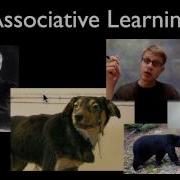 Animal Behavior