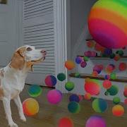 Dog Surprised With Technicolor Waterfall Of BALLS