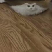 Cat Roomba Content Aware Scale