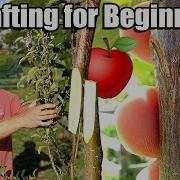 Apple Tree Grafting For Beginners Learn How To Graft Includes 6 Months Of Updates