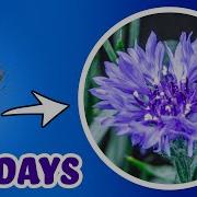 Growing Cornflower Bachelors Button Time Lapse Seed To Flowers 77 Days