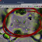 Biology Lab 1 Microscopes Dr Khaled Salman