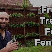 How To Espalier Apple And Pear Trees