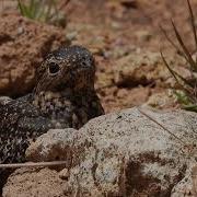 Common Nighthawk Going To The Nest