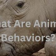 What Are Animal Behaviors