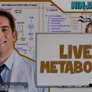Gastrointestinal Liver Metabolism Protein Synthesis Storage