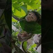Monkey Trap Primates Shorts
