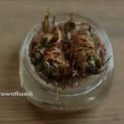 Rose Of Jericho Resurrection Plant