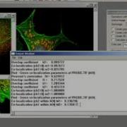 3D Colocalization In Image Pro Plus