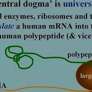 116 The Universal Genetic Code