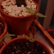 Morning Glory Seedlings Time Lapse