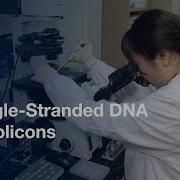 Droplet Based Microfluidic Approach Microsphere PCR Amplification L Protocol Preview