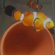 Spawning Ocellaris Clownfish Pair RA325