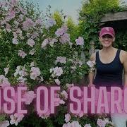 Tips For Growing Rose Of Sharon And Why You Should