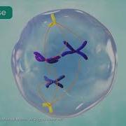 M Phase Of The Cell Cycle