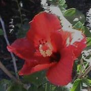 Red Flower Blooming Time Lapse