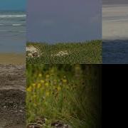 Yet Another Copy Of Wildlife Wmv