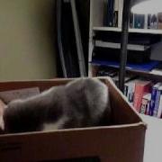 Scottish Fold Munchkin