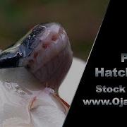 Pythons Hatching 02 Stock Footage