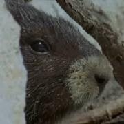 Пробуждение от спячки Животные история изнутри BBC Earth