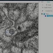 WebKnossos Using Flight Mode For Skeletons Annotation