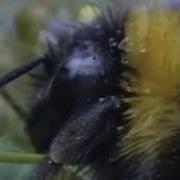Clever Queen Bumble Bees Sir David Attenborough S Life In The Undergrowth BBC Studios