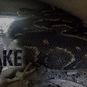 Spirit Filled Snake Snake City