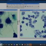 ImageJ Browser For Morphology Analysis