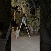 Christmas Lights On Your Outdoor Trees