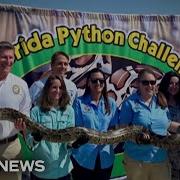Florida Wildlife Authorities Hold Annual Python Challenge
