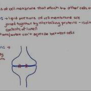 Cell Junctions