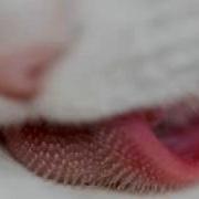 Dj Antoine This Time Original Version Flv