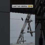 Crow Get Electric Shock Railway Trending Crow Viral Youtubeshorts Birds Delhi Ytshorts Train