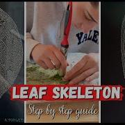 LEAF SKELETON How To Make Them