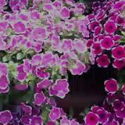 Spring Trials 2016 New Petunias