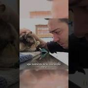 Kedilerin Ölmeden Önceki Garip Davranışları