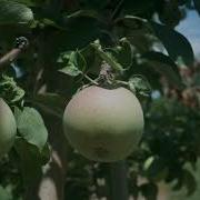 Apple Time Lapse