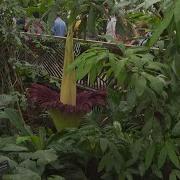 Corpse Flower In Bloom And On Display At Botanic Garden