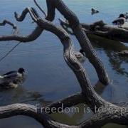 Let Birds Fly