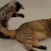 Cats Masters Of Unpredictable Madness Mayhem