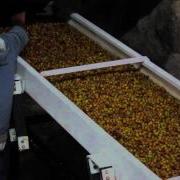 Coffee Processing Natural Method Beneficio El Manzano Varietal Experiment Part 3