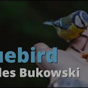 Bluebird Charles Bukowski