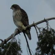 Red Tail Hawk Calling