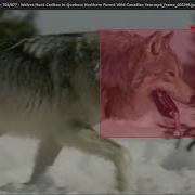 Using OpenCV S CSRT Object Tracker In DarkMark