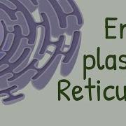 Endoplasmic Reticulum Structure Functions