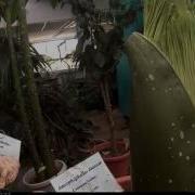 Perry T Titan The Corpse Flower Growing Fast May 14 24 2016
